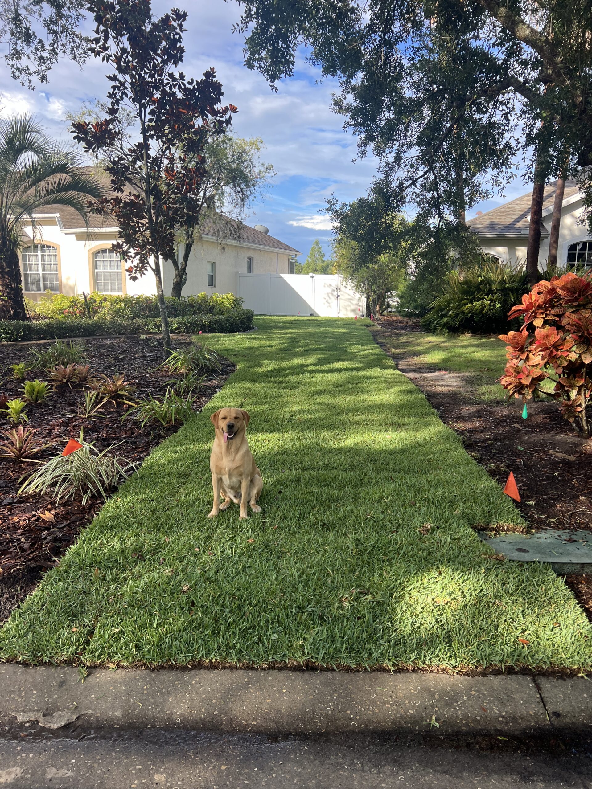 Watering in freshly installed sod