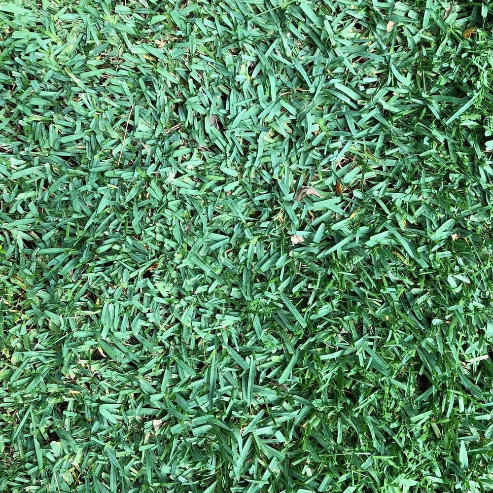 CitraBlue St. Augustine grass