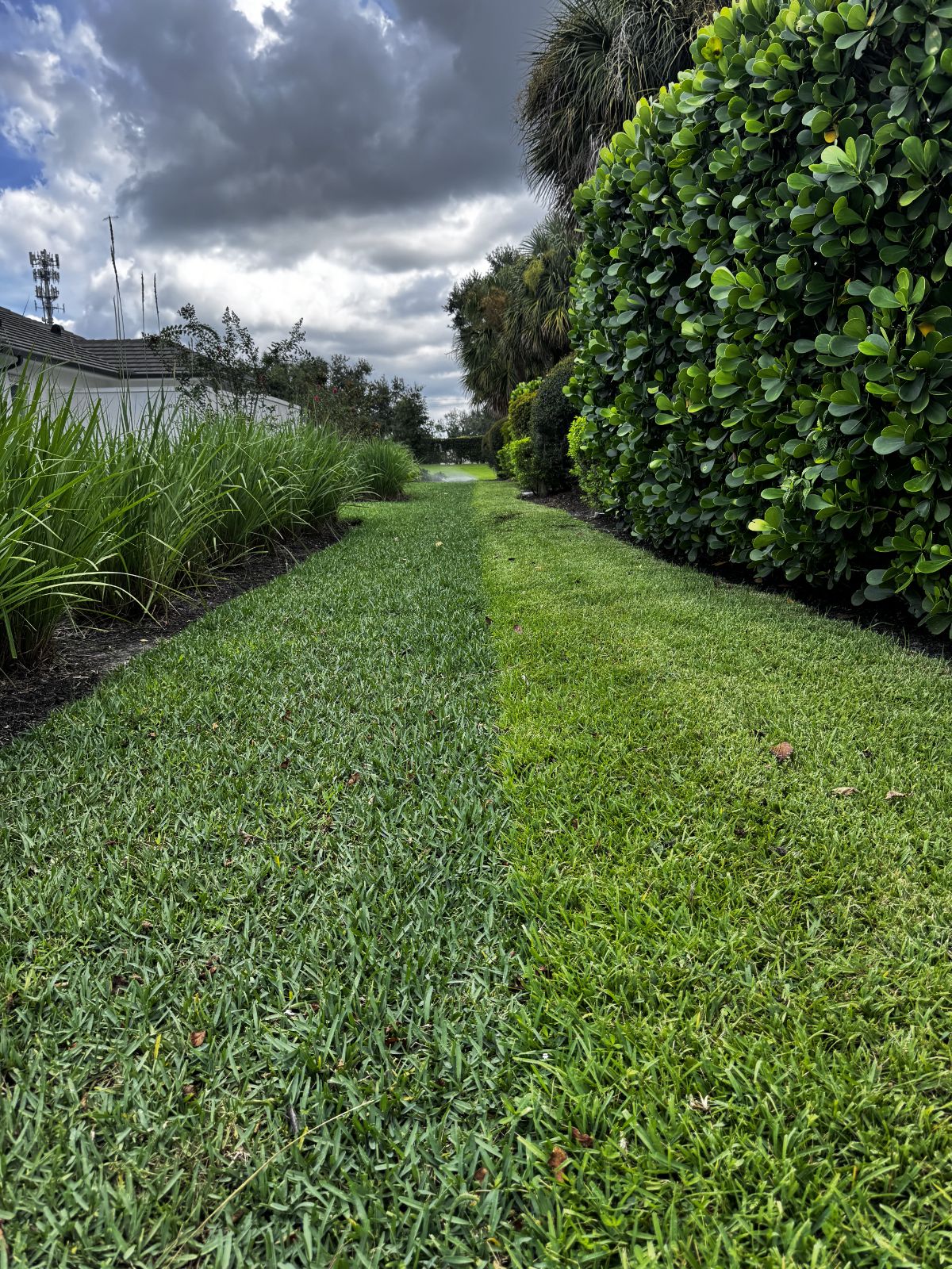 Side by side comparison of CitraBlue St. Augustine on the left and Floratam St. Augustine on the right